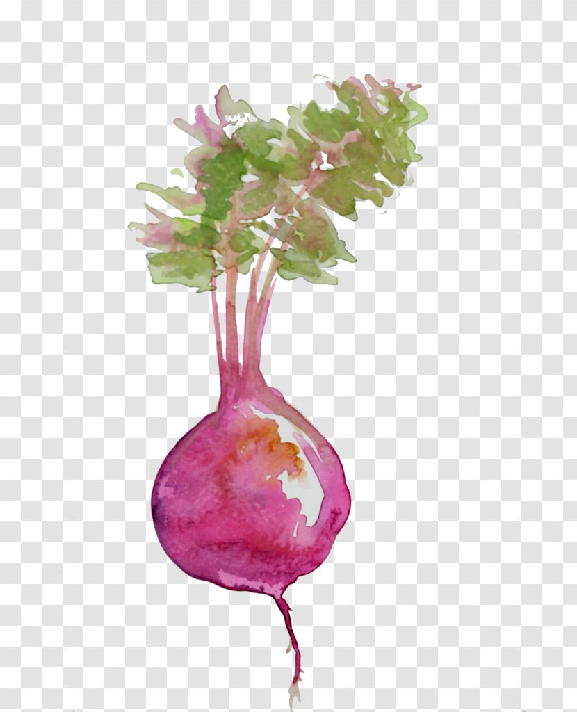 Beetroots Food Watercolor Painting - Salad - Beet Transparent PNG