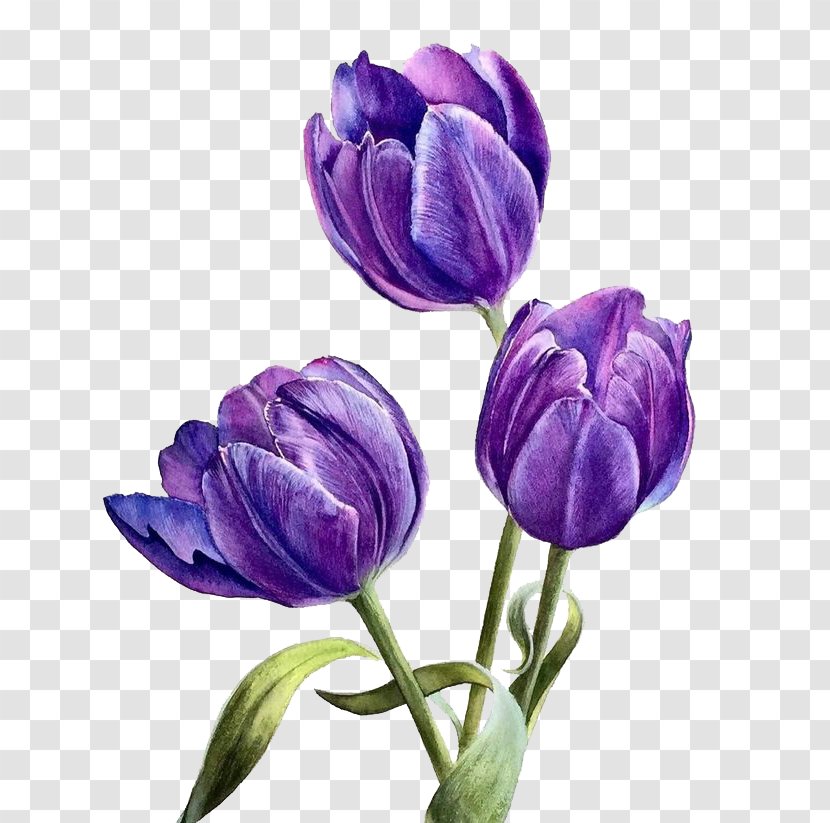 Flower Purple - Lilium - Watercolor Flowers Transparent PNG
