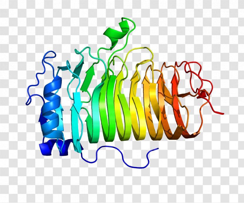 CD20 Chimeric Antigen Receptor Rituximab B Cell - Frame - Protein Transparent PNG