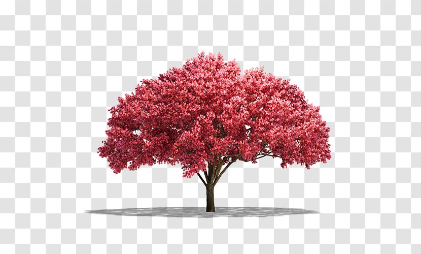 Cherry Blossom Pink M Shrub ST.AU.150 MIN.V.UNC.NR AD - Plant Transparent PNG