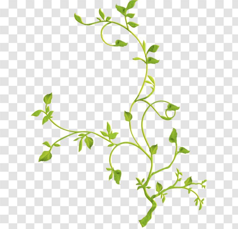 Common Grape Vine Rattan Clip Art - Herb Transparent PNG