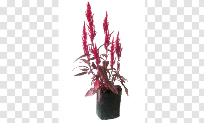 Houseplant Flowerpot Pink M Amaranthaceae - Magenta - Amaranth Transparent PNG