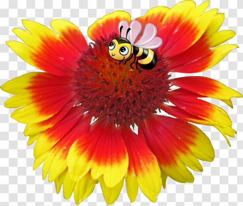 Blanket Flowers Petal Image - Pollen - Gaillardia Transparent PNG