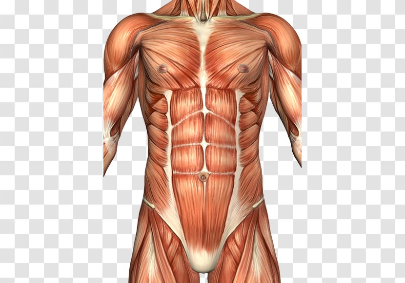 Rectus Abdominis Muscle Abdomen Anatomy Human Body Abdominal Wall - Tree - Cartoon Transparent PNG