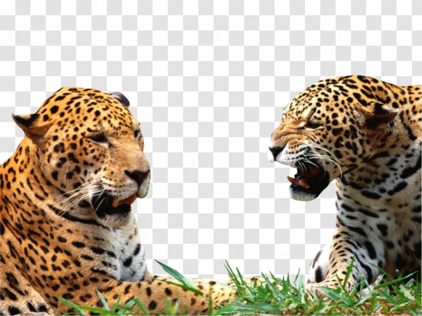 Jaguar Leopard Lion Cheetah Black Panther - Frame Transparent PNG