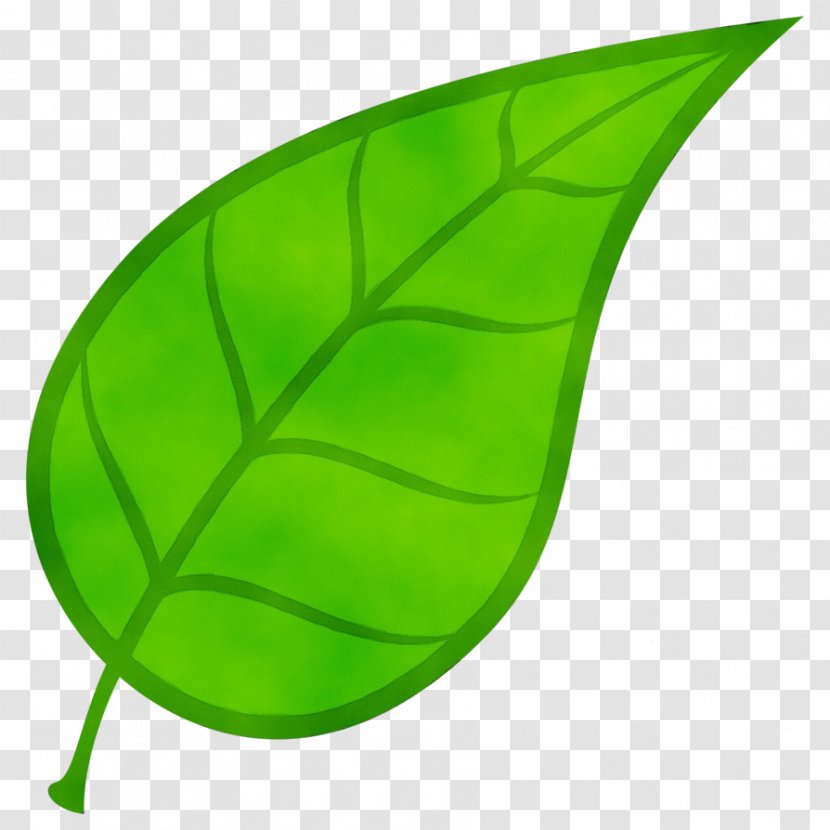 Banana Leaf - Cosmogenic Nuclide - Botany Transparent PNG