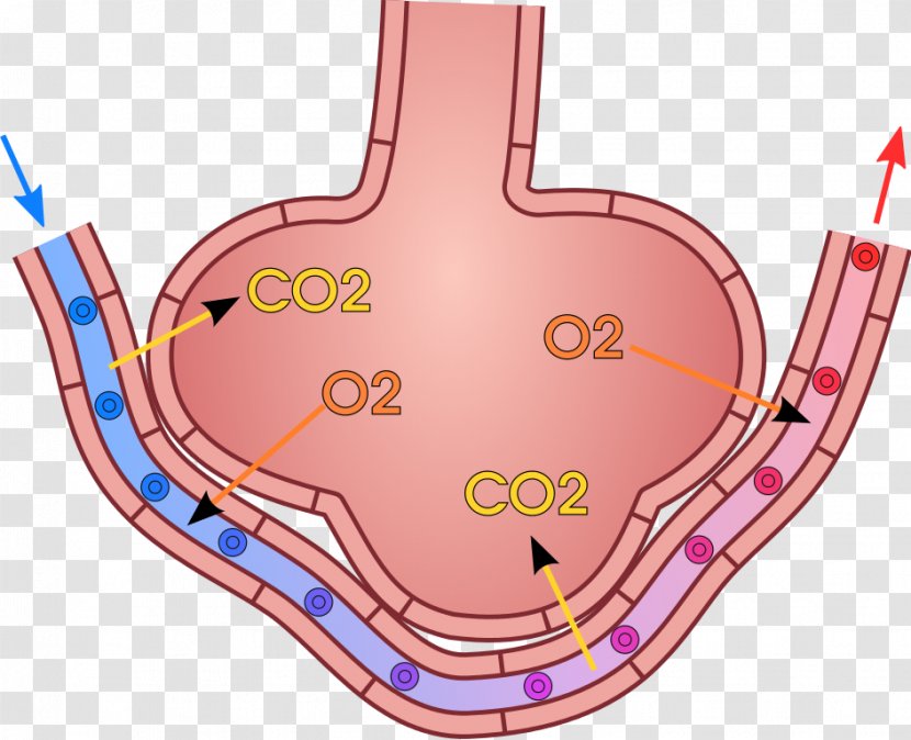 Gas Exchange Pulmonary Alveolus Lung Breathing - Watercolor - Blood Transparent PNG