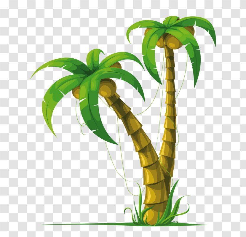 Arecaceae Coconut Tree - Royaltyfree Transparent PNG