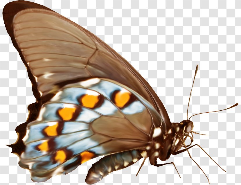 Monarch Butterfly Gossamer-winged Butterflies Moth Insect - Invertebrate Transparent PNG