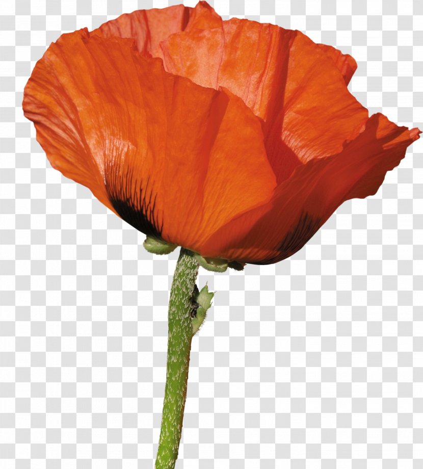 Poppy Wild Flowers Of America United States Floral Design - Material Transparent PNG