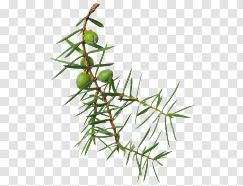 Larch Twig Juniper Berry Plant Stem - Cupressaceae - Berries Transparent PNG