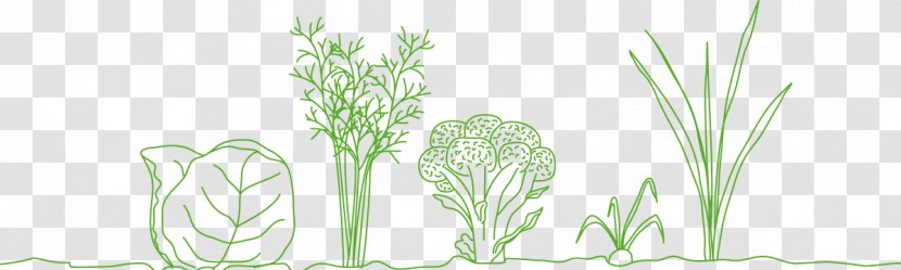 Grasses Floral Design Vase Ecosystem - Branch - Romanesco Broccoli Transparent PNG
