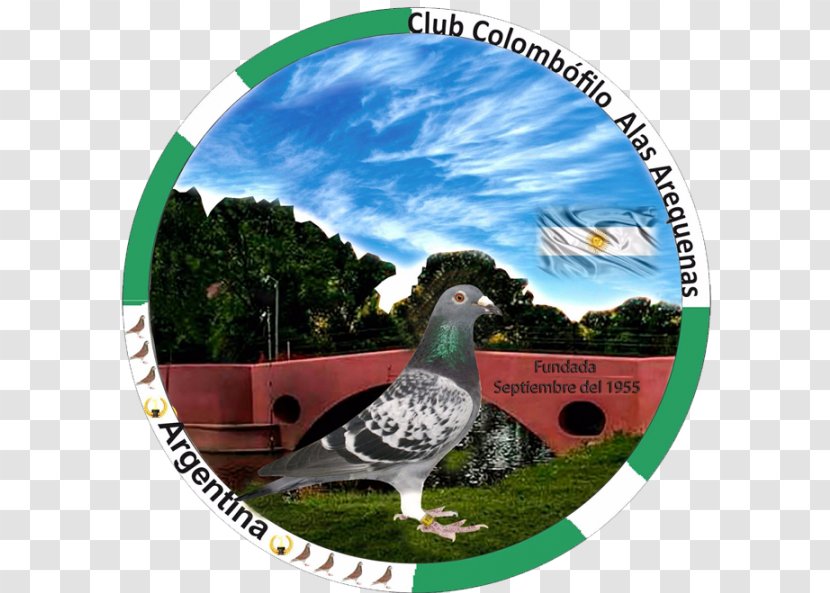 Homing Pigeon Rock Dove Keeping Ecosystem Milonga - System Transparent PNG