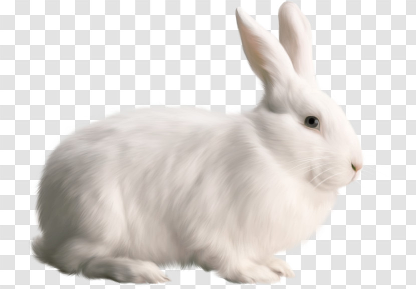Rabbit Rabbits And Hares White Hare Snowshoe Hare Transparent PNG