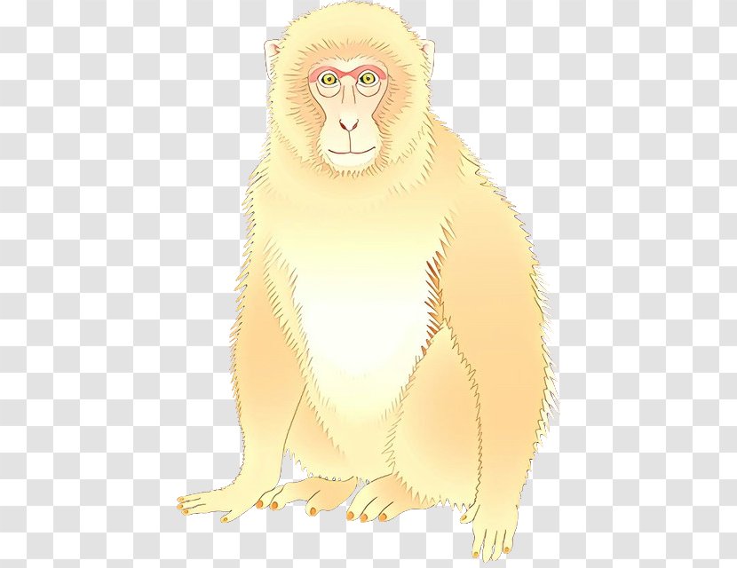 Lion Macaque Whiskers Bear Old World Monkeys - Fauna - Character Transparent PNG