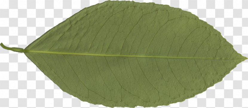 Transparency Leaf Clip Art Image - Fotolibra - Wind Leaves Transparent PNG