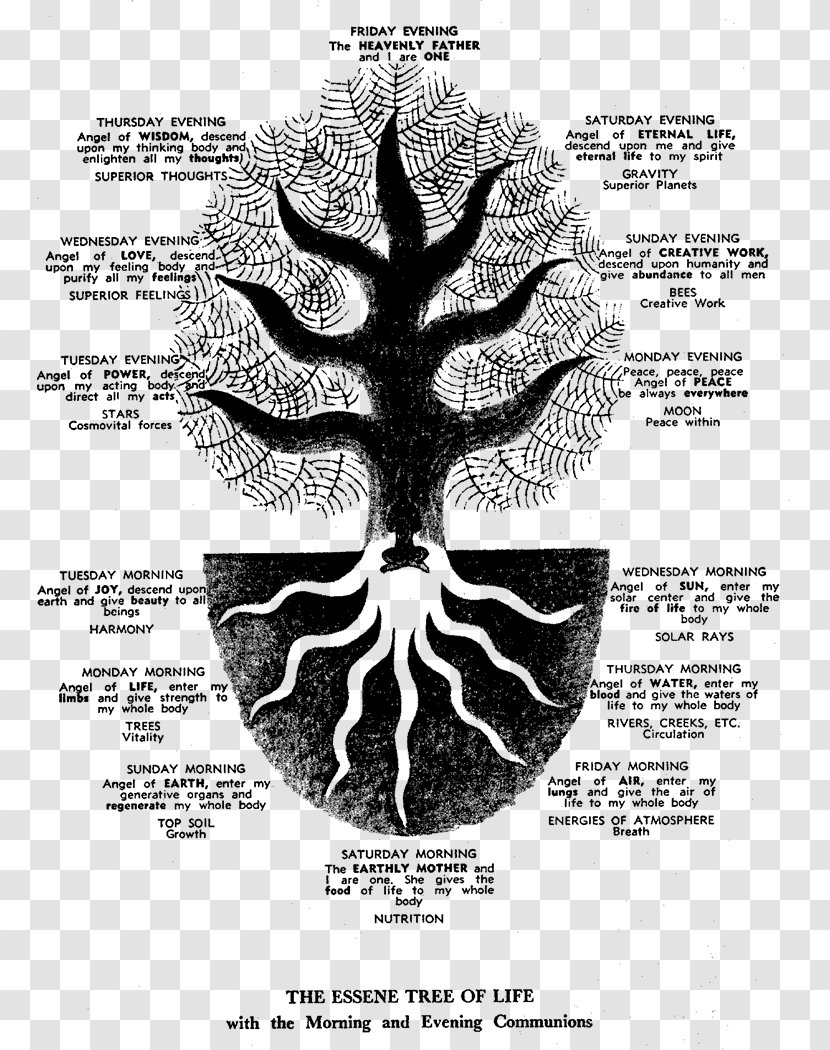 Essenes Tree Of Life Qumran From Enoch To The Dead Sea Scrolls Kabbalah - Heart Transparent PNG