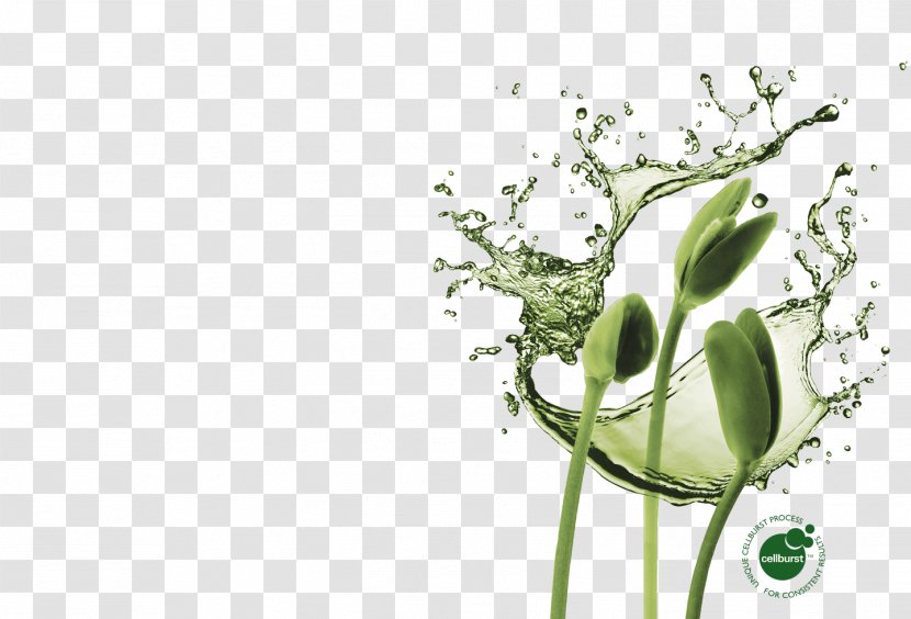Purified Water Drop Bottles - Flowering Plant - Seaweed Transparent PNG