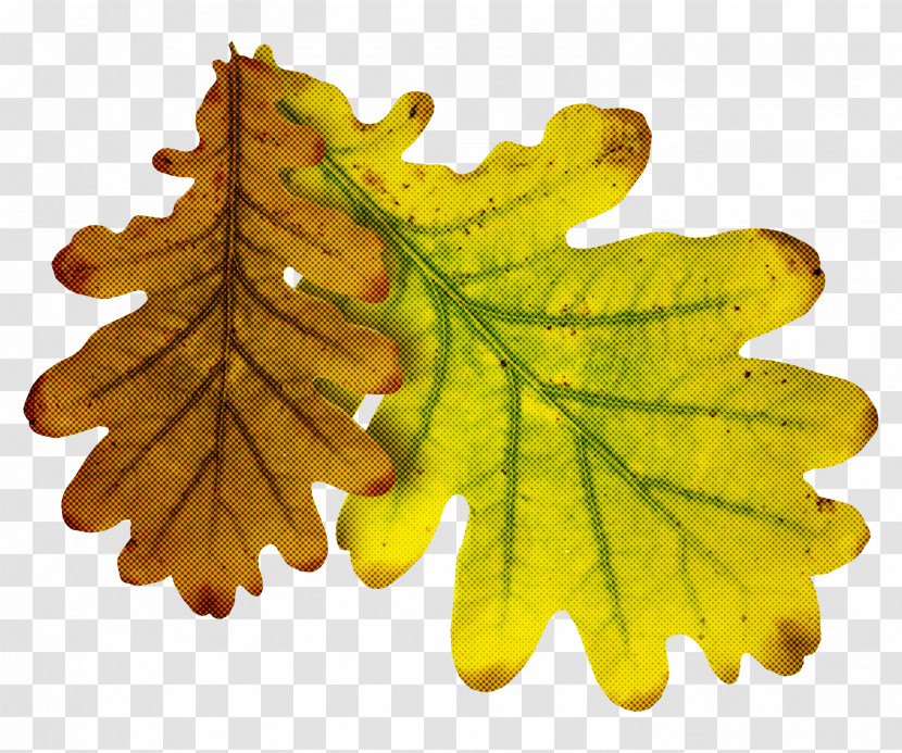 Leaf Tree Plant Yellow Flower Transparent PNG