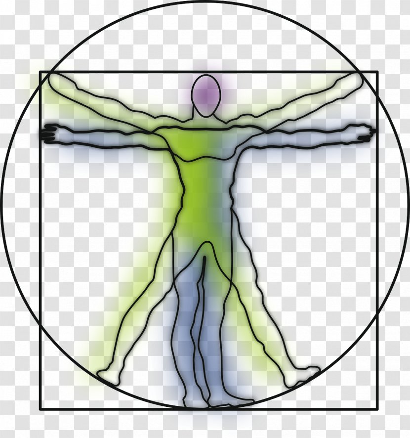 Vitruvian Man Art Clip - Frame - Anatomy Transparent PNG