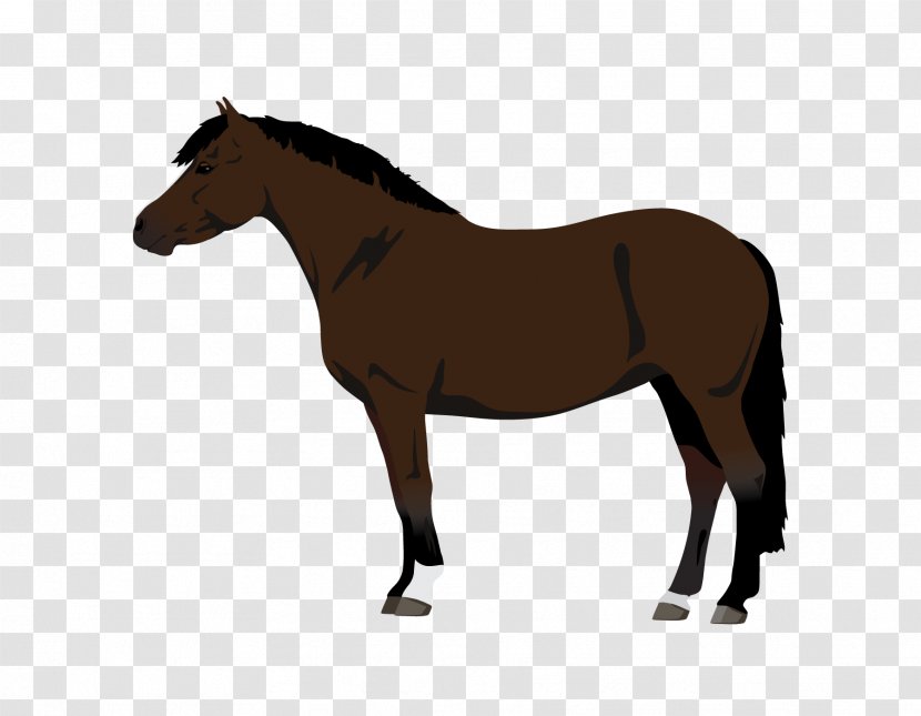 Stallion Mustang Trakehner Pony Rocky Mountain Horse - Equine Coat Color Transparent PNG