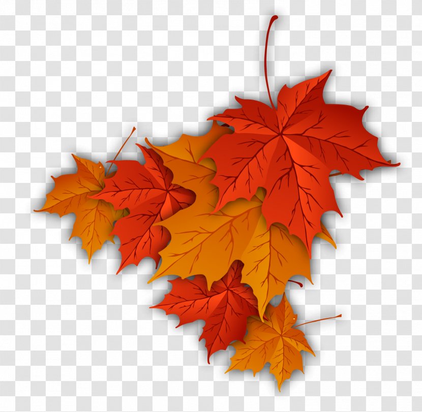 Autumn Leaf Color Maple - Plant Transparent PNG