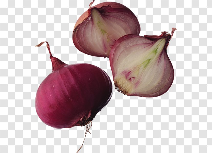 Onion Ring Vegetable Junk Food Shallot - Allium Fistulosum Transparent PNG
