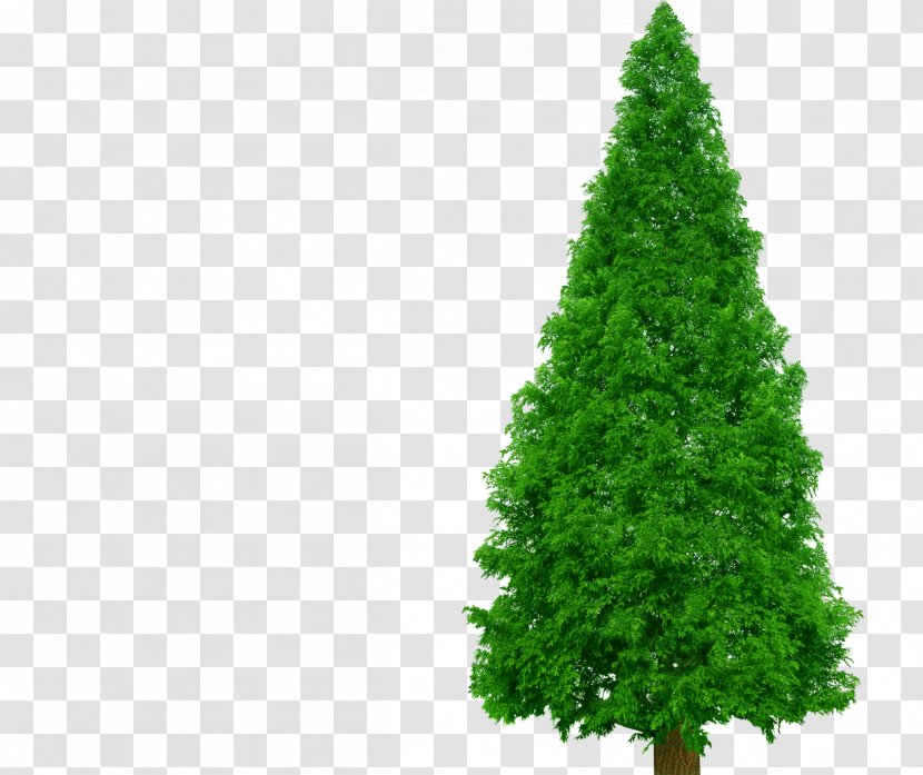 Spruce Pine Clip Art Tree - Conifer Transparent PNG