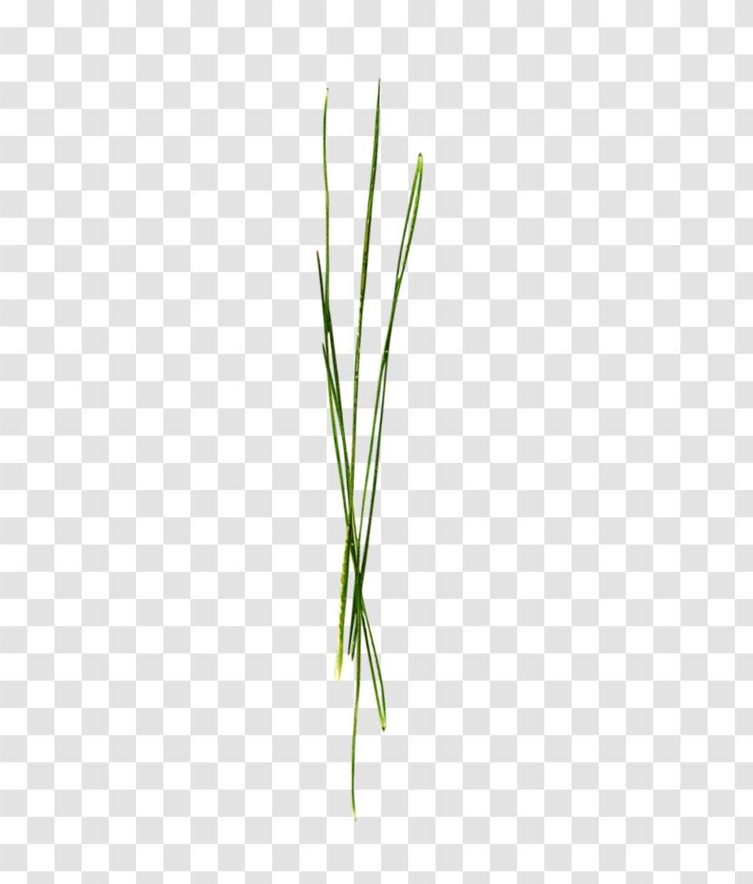 Leaf Grasses Green Plant Stem - Tree - Strenuous Grass Transparent PNG