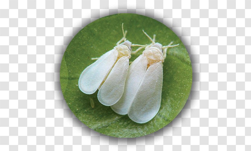 Insect Greenhouse Whitefly Pest Silverleaf Aphid Transparent PNG