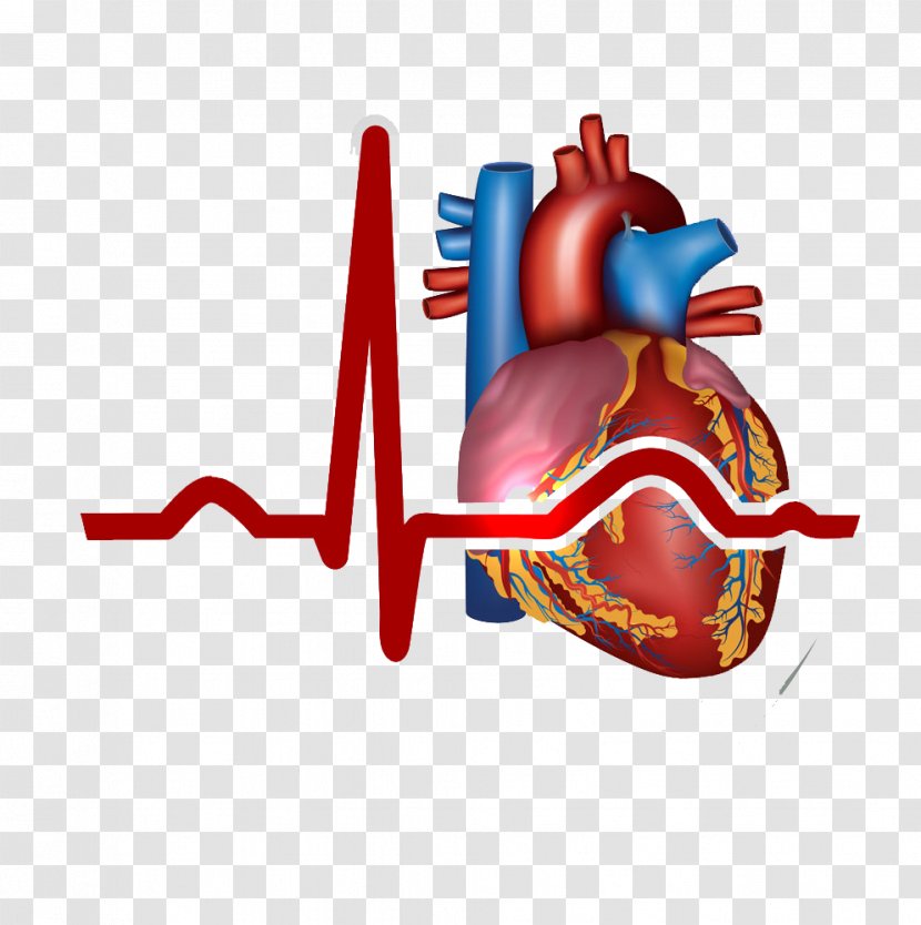 Myocardial Infarction Heart Cardiovascular Disease Symptom - Flower - Heart, Transparent PNG