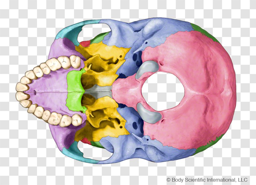 Skull Fetal Circulation Organism Liver - Bone Transparent PNG