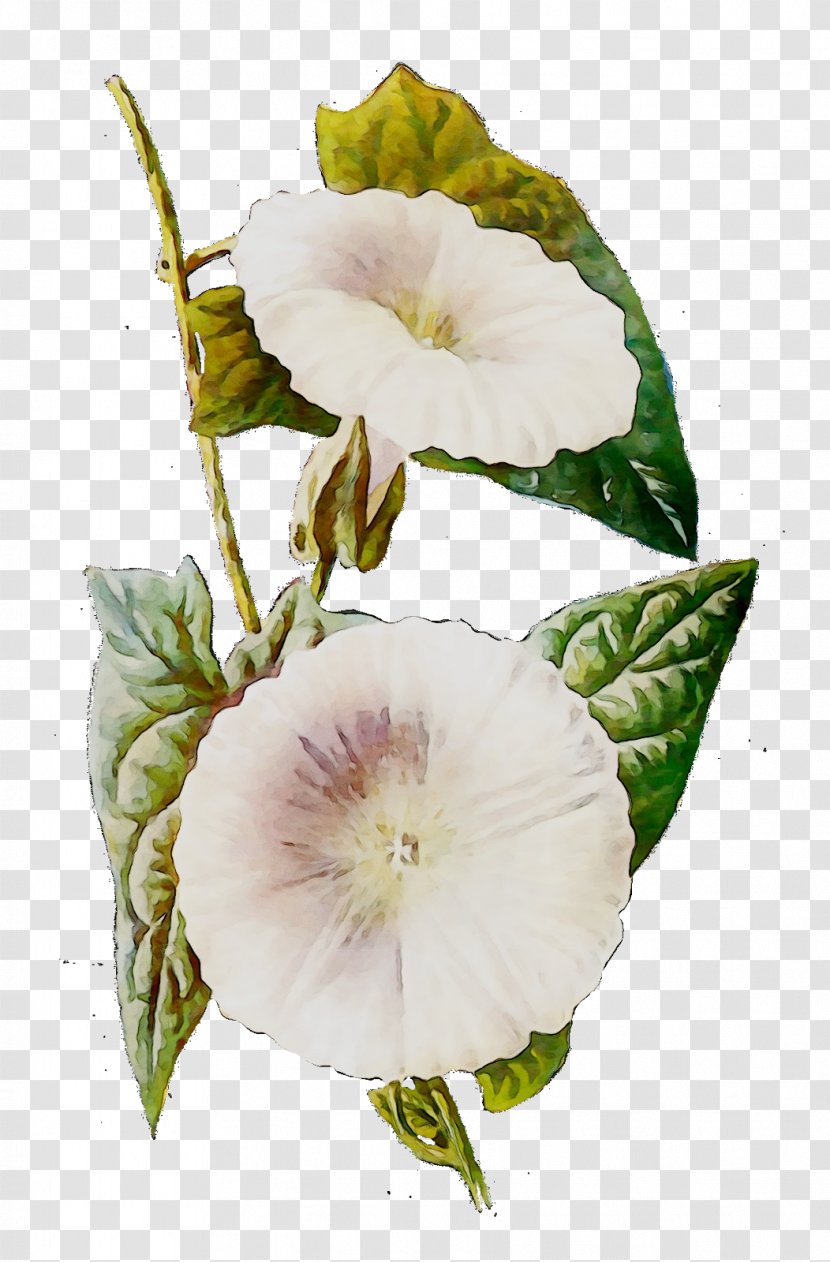 Field Bindweed Clip Art Stock Illustration Vector Graphics - Drawing - Flower Transparent PNG