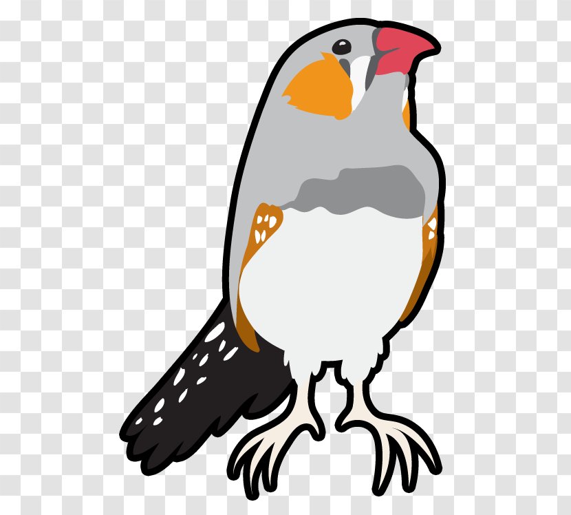 Cartoon Bird - Beak - Falconiformes Peregrine Falcon Transparent PNG