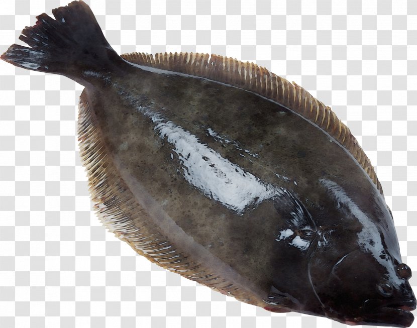 Fish Sole Flatfish Products - Flounder Transparent PNG