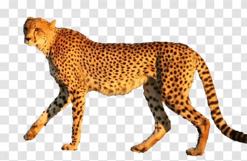 Cheetah Leopard Jaguar Animal Cat - Lion Transparent PNG