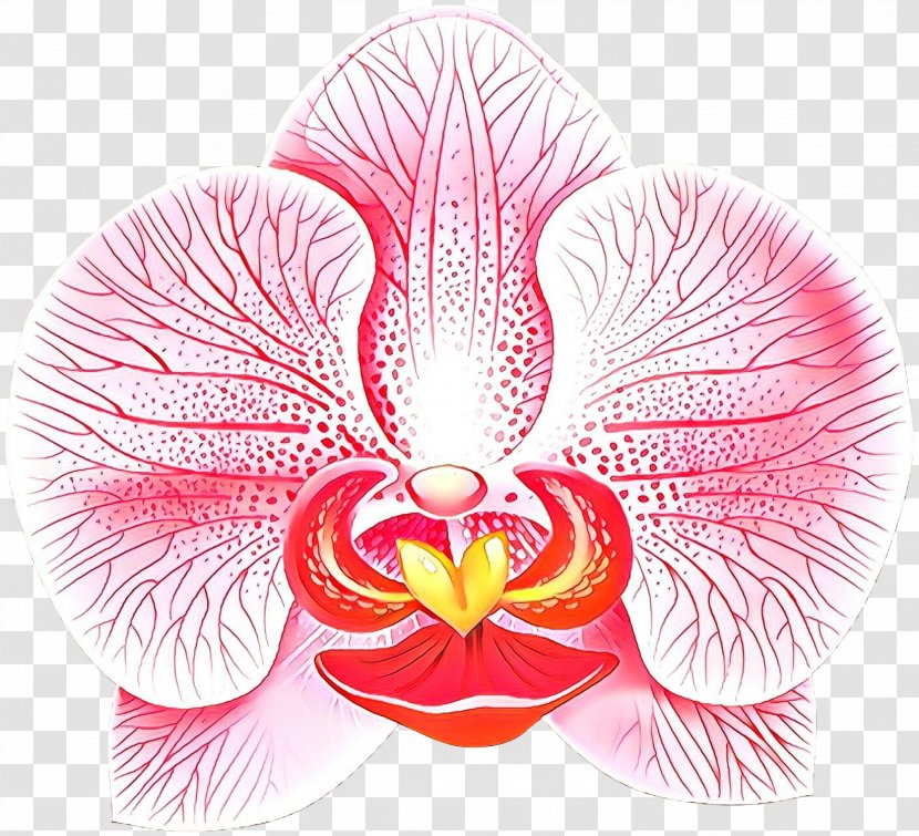 Pink Flower Petal Plant Moth Orchid - Magenta Transparent PNG