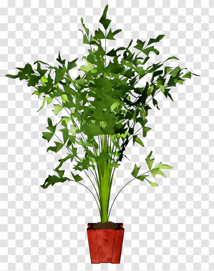 Caryota Mitis Houseplant Plants Flowerpot Hyophorbe Verschaffeltii - Leaf - Anthurium Transparent PNG
