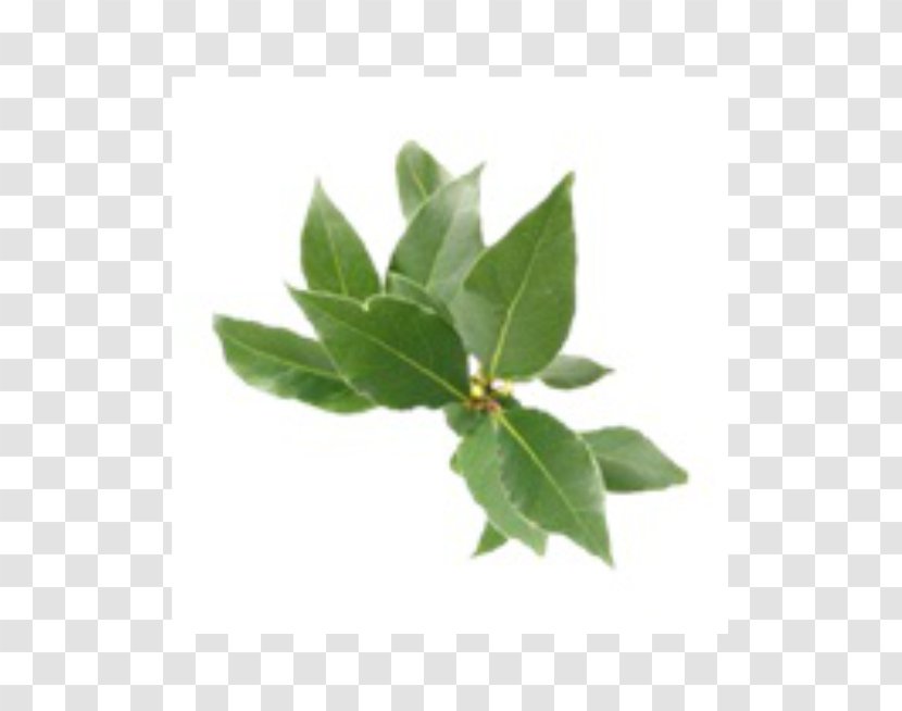 Bay Laurel Herb Leaf Food Fennel - Oregano - Plant Transparent PNG