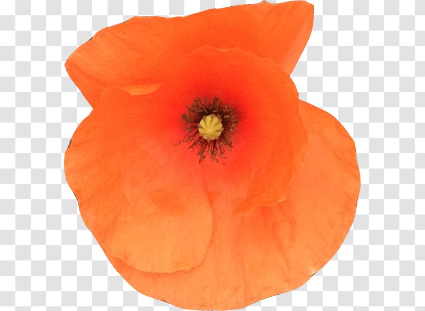 Common Poppy Remembrance Symbol Logo - Peach Transparent PNG