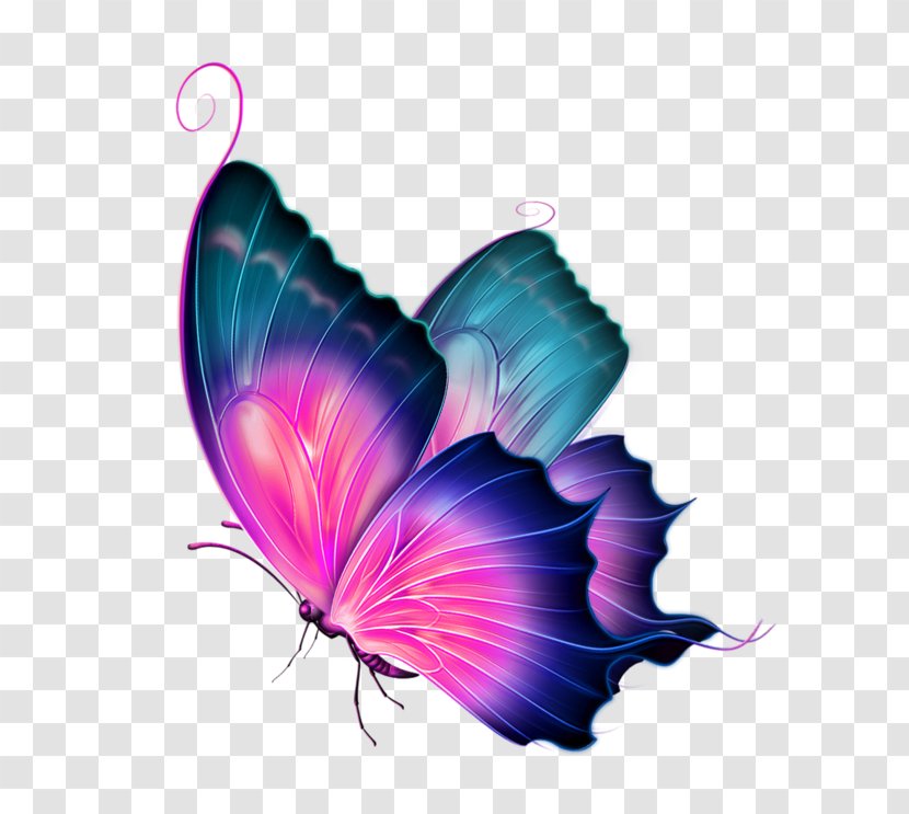 Butterfly Clip Art - Petal - Watercolor Transparent PNG