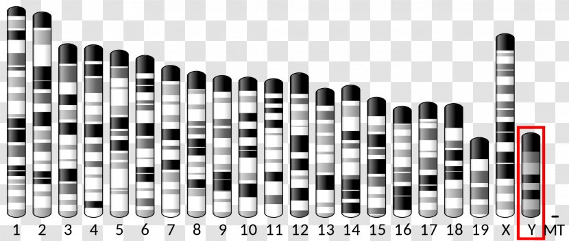 PAX6 X Chromosome Gene Protein Transparent PNG