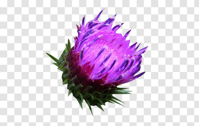 Milk Thistle Silibinin Herbaceous Plant - Silybum - Material Transparent PNG