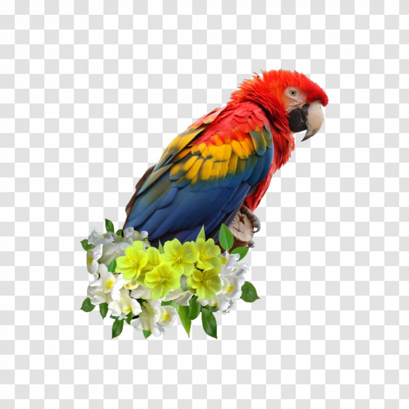Scarlet Macaw Parrot Blue-and-yellow Bird Great Green Transparent PNG