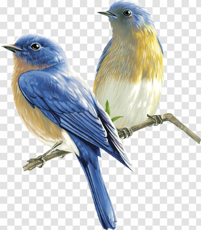 Songbird Clip Art - Bird - Birds Transparent PNG