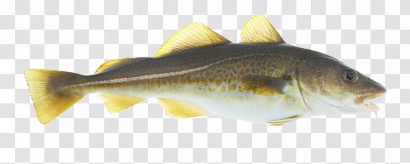 Norway Norwegian Cuisine Atlantic Cod Seafood - Osmeriformes Transparent PNG