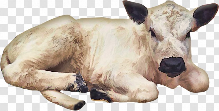 Calf Cattle Clip Art - Livestock - Snout Transparent PNG