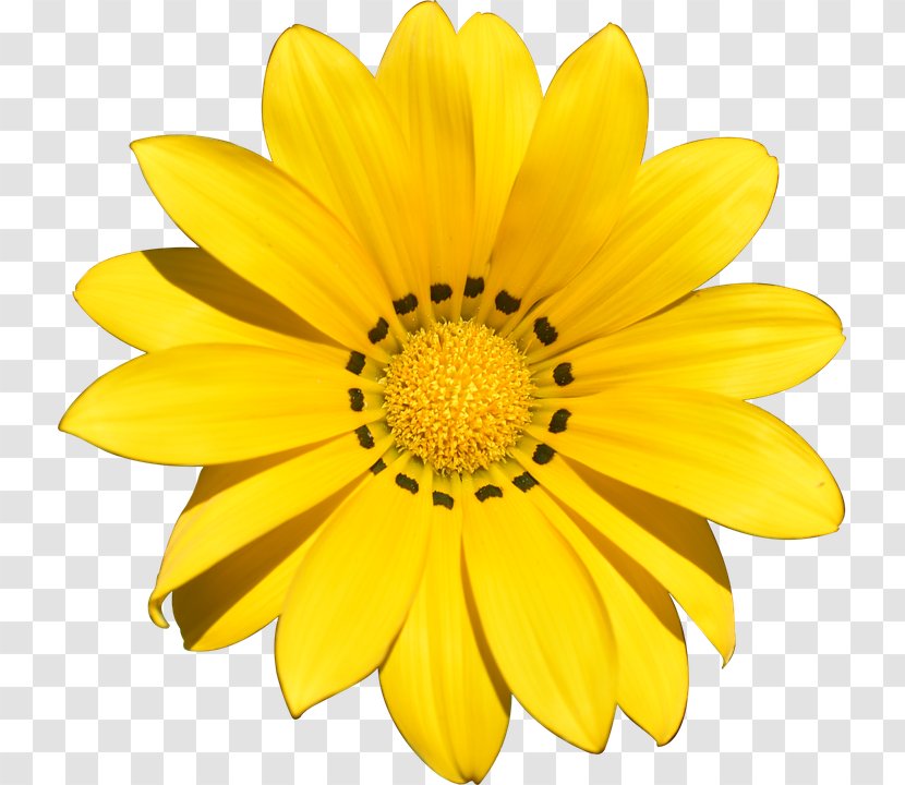 Artificial Flower Common Daisy Clip Art - Seaside Holiday Transparent PNG