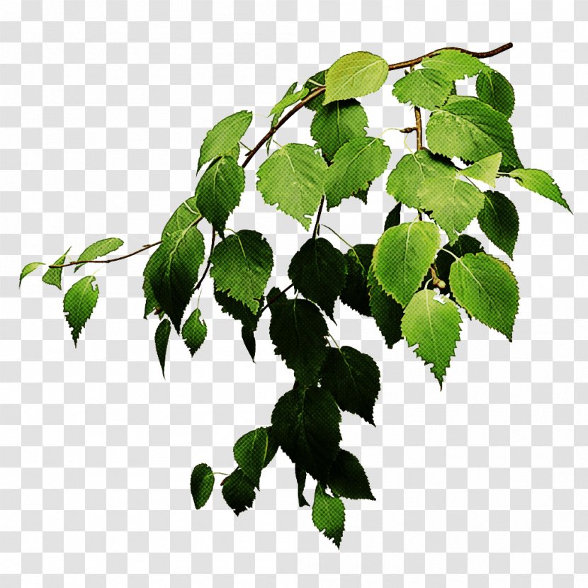 Ivy - Plant - Houseplant Twig Transparent PNG