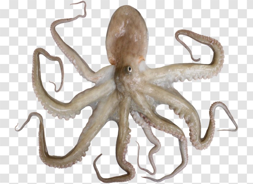 Octopus Cephalopod Terrestrial Animal - Maruko Transparent PNG